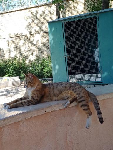 پردیس رضوان دانشگاه بین المللی امام رضا