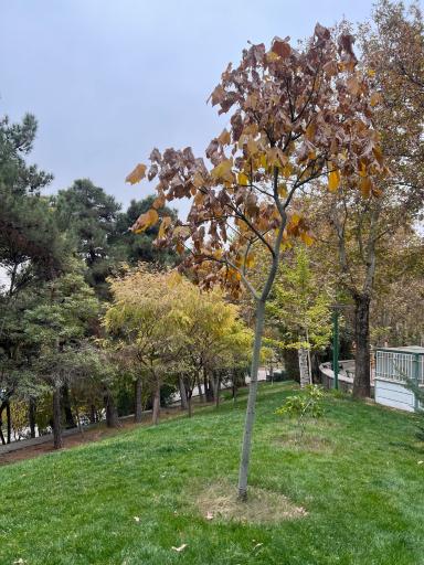 عکس بوستان ملت