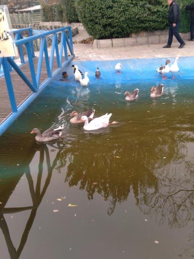 عکس بوستان ملت