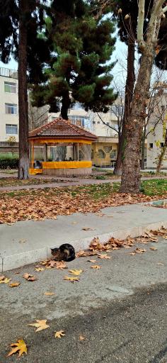 پردیس رضوان دانشگاه بین المللی امام رضا