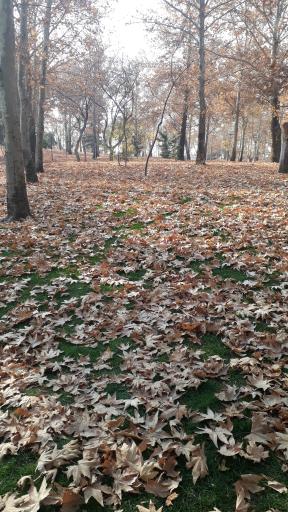 عکس بوستان ملت