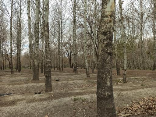 عکس باغ بانوان ناژوان