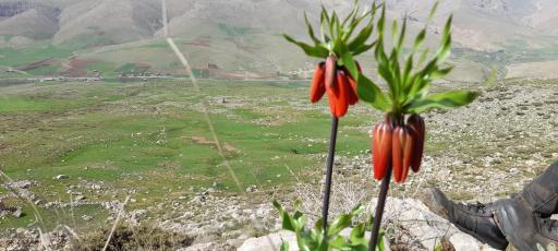 عکس بزازنا
