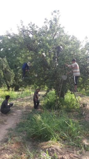 عکس باغ حسین مرادی