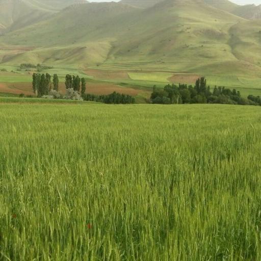 عکس باغ سیب زنگنه