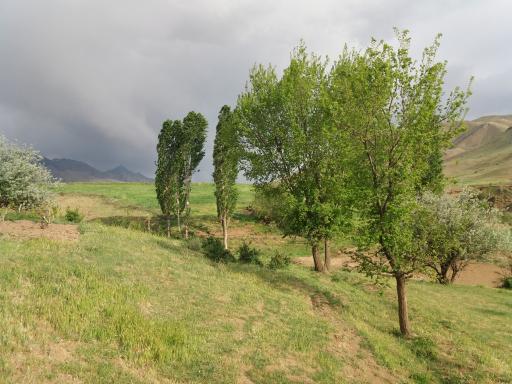 باغ سیب زنگنه