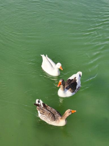 عکس دهکده توریستی و تفریحی سلامت صبا