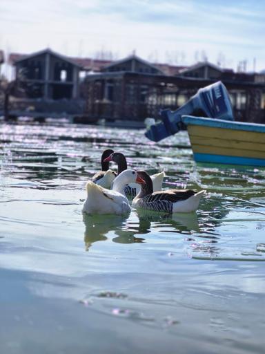 عکس دهکده توریستی و تفریحی سلامت صبا