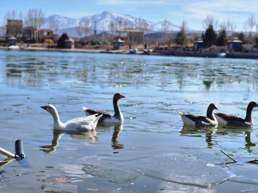 عکس دهکده توریستی و تفریحی سلامت صبا