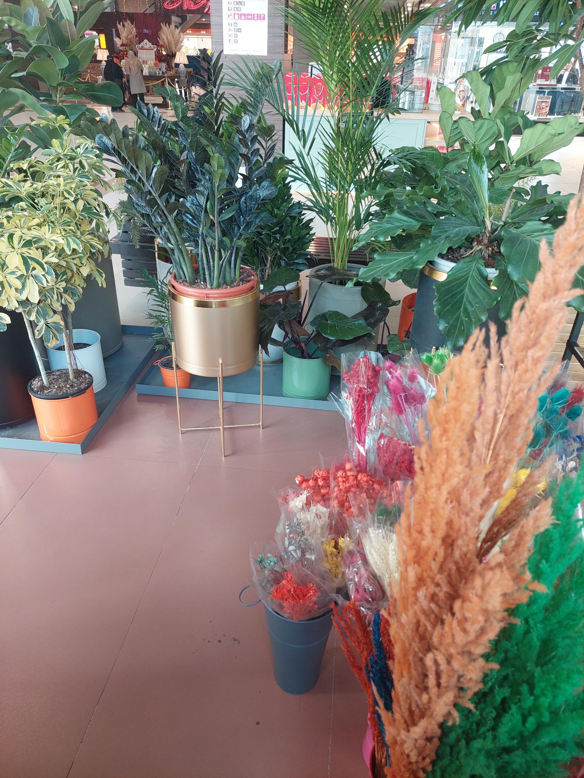 عکس آرمان فلوریست