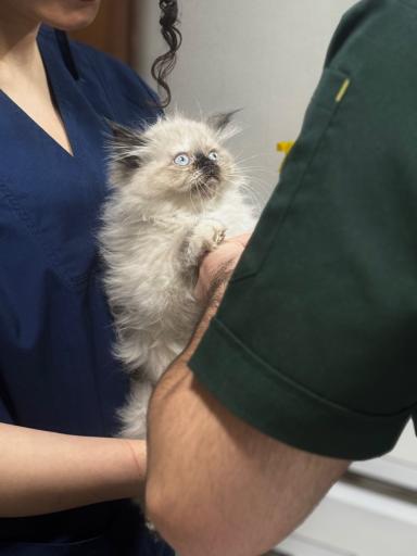 عکس دامپزشكى آوين