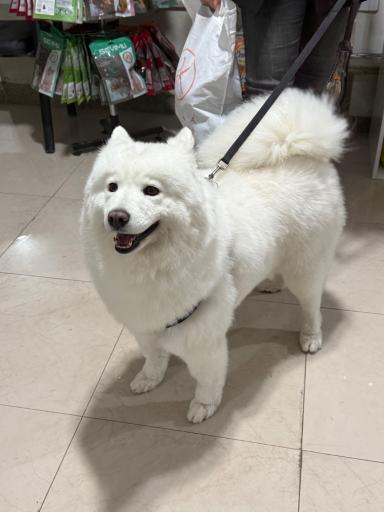 عکس دامپزشكى آوين