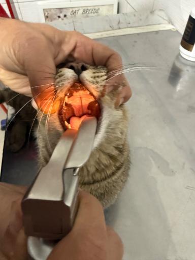 دامپزشكى آوين