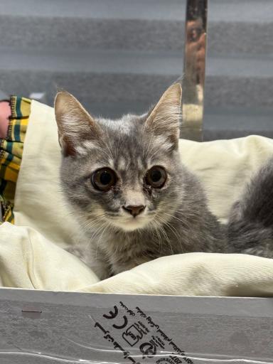 دامپزشكى آوين