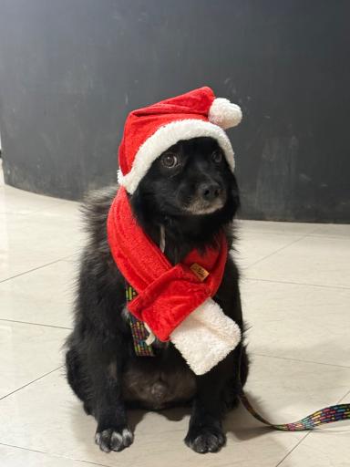 دامپزشكى آوين