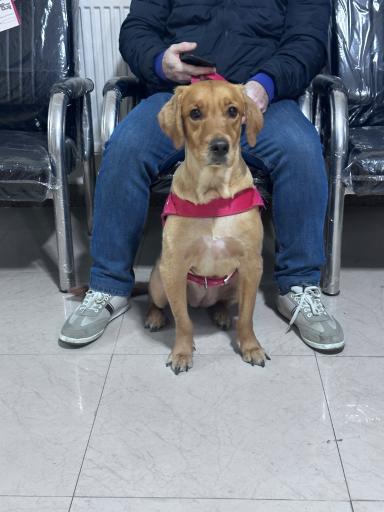 عکس دامپزشكى آوين