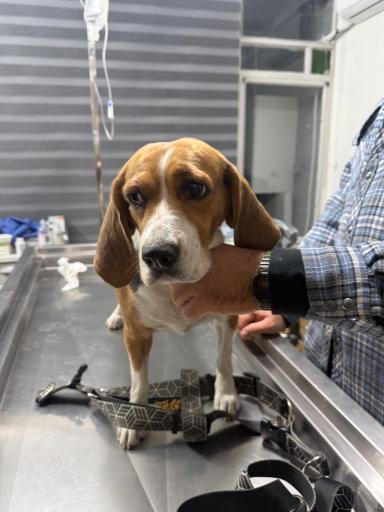 دامپزشكى آوين