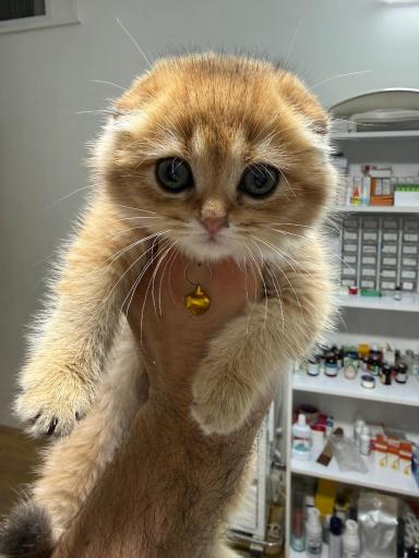 عکس دامپزشكى آوين