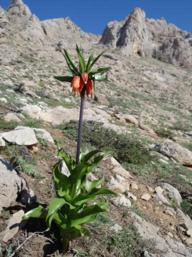 عکس کوه پَراو (قله شیخ علیخان)