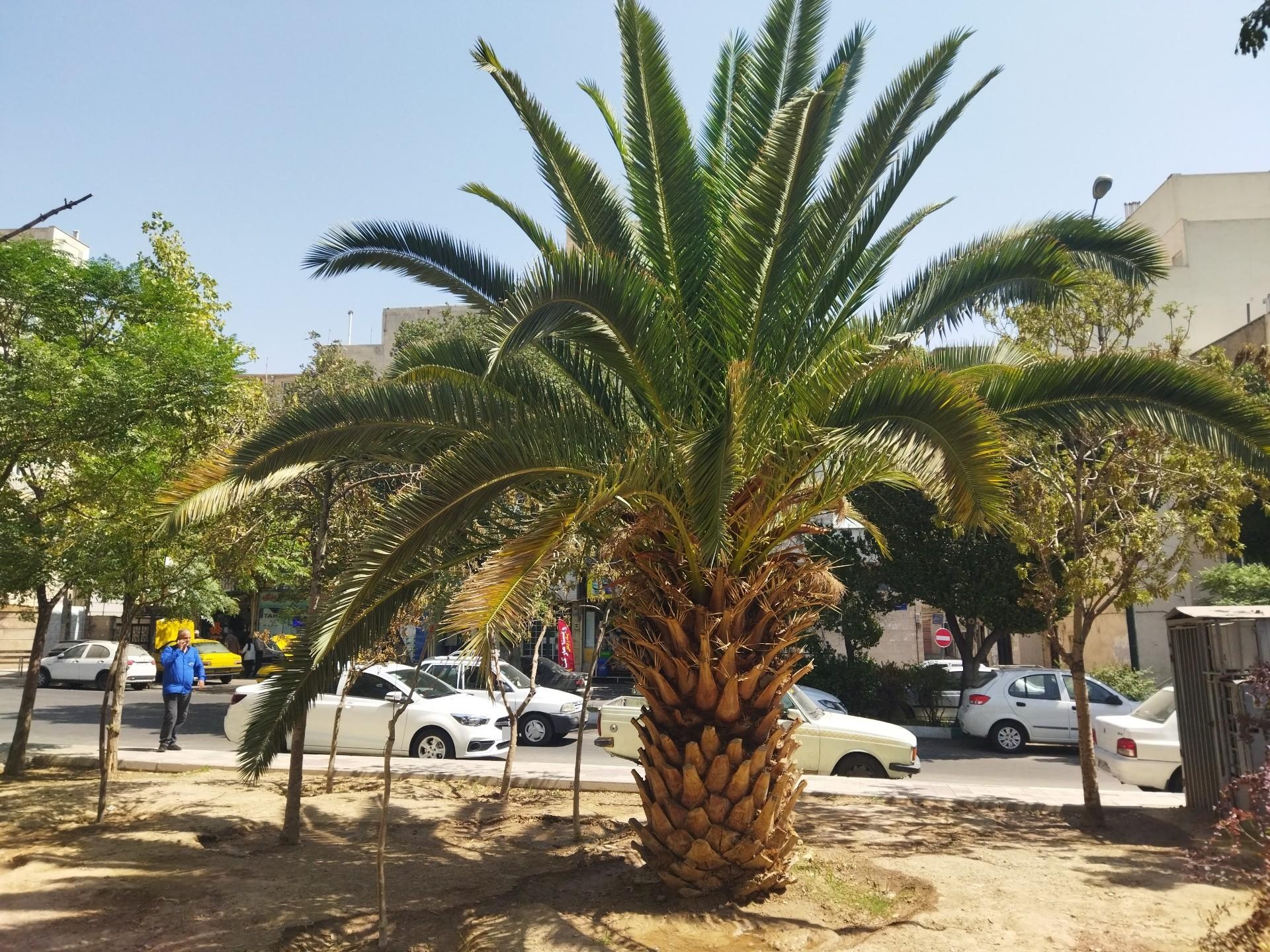 عکس پارک لرستان