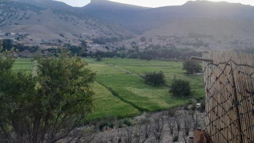 عکس کله هو