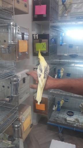 عکس سالن پرورش طوطی برفی پاروت