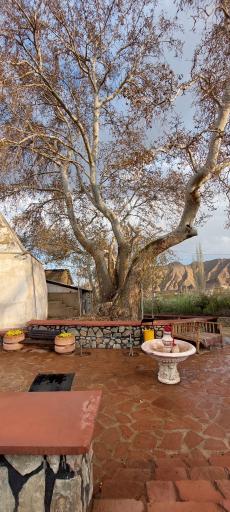 عکس درخت چنار ۸۰۰ ساله امامزاده یحیی 