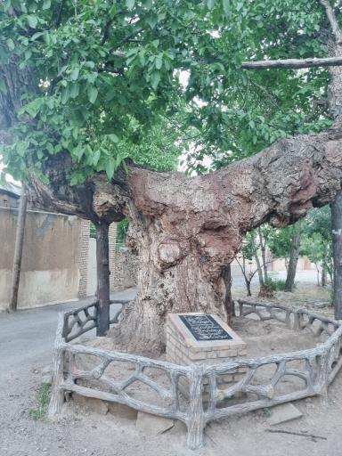 عکس درخت چنار ۸۰۰ ساله امامزاده یحیی 