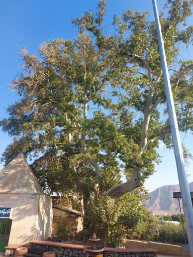 عکس درخت چنار ۸۰۰ ساله امامزاده یحیی 