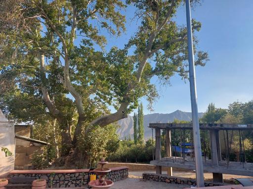 عکس درخت چنار ۸۰۰ ساله امامزاده یحیی 