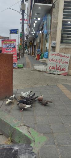 عکس پلاژ ساحلی هچیرود