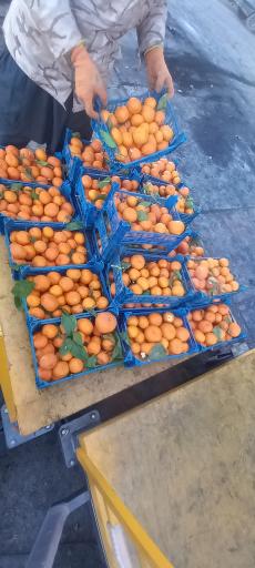 عکس میدان میوه و تره بار زاهدان