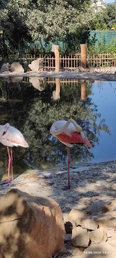 عکس باغ پرندگان مشهد