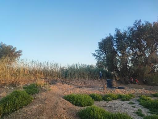 عکس پارک جنگلی بامری