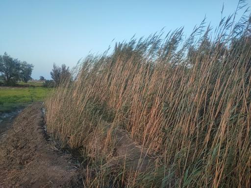 عکس پارک جنگلی بامری