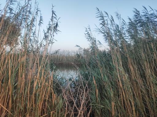 عکس پارک جنگلی بامری