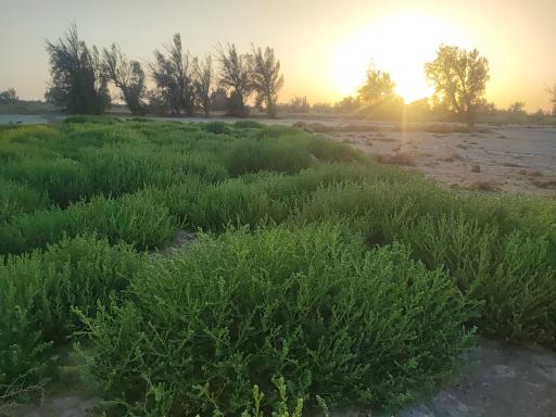 عکس پارک جنگلی بامری