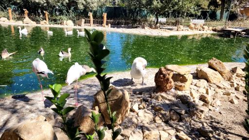 باغ پرندگان مشهد