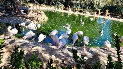 باغ پرندگان مشهد