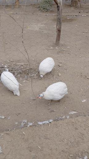 عکس باغ پرندگان مشهد