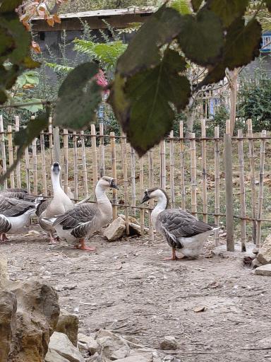 عکس باغ پرندگان مشهد