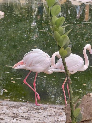 عکس باغ پرندگان مشهد