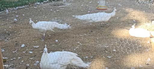 عکس باغ پرندگان مشهد