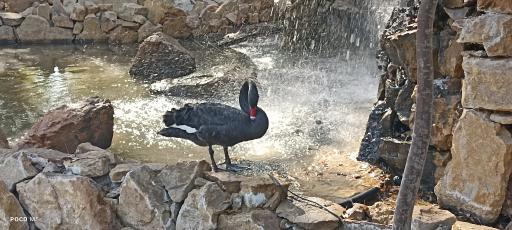 عکس باغ پرندگان مشهد