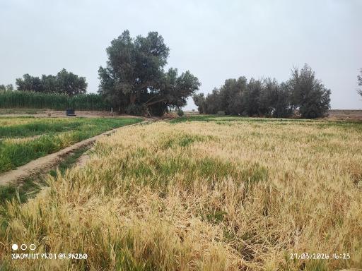 عکس پارک جنگلی بامری