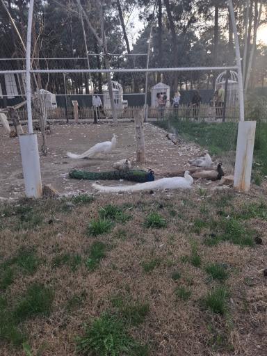 عکس باغ پرندگان مشهد