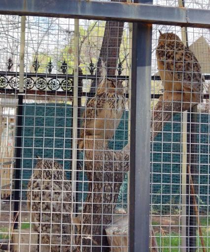 عکس باغ پرندگان مشهد