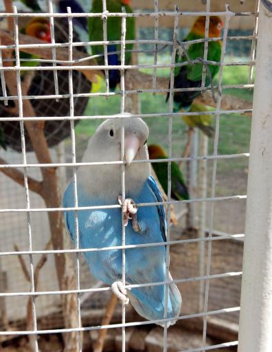 عکس باغ پرندگان مشهد