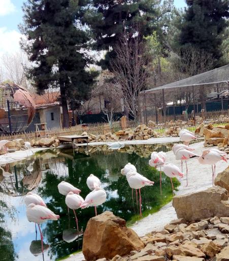 عکس باغ پرندگان مشهد