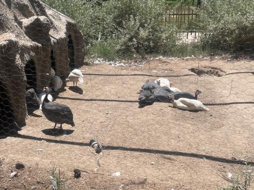 عکس باغ پرندگان مشهد